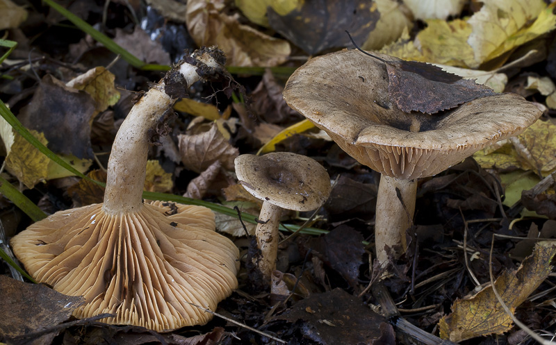 Lactarius pyrogalus